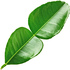 Kaffir lime leaf